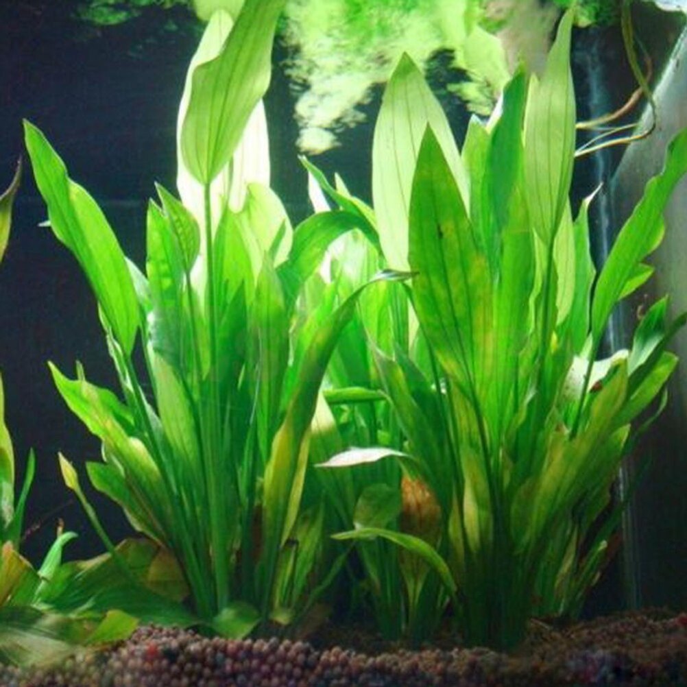 Marine Aquarium All In One - 인공 수족관 장식 식물, 물 잡초