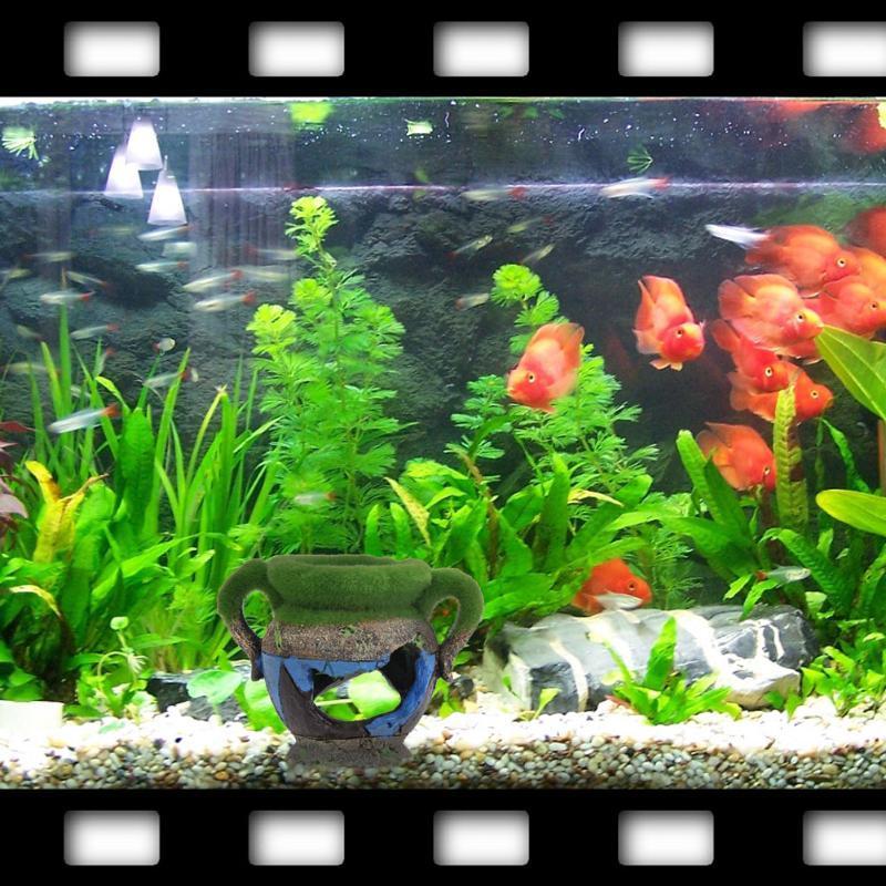물고기 새우 탱크 조경 장식품에 대 한 이끼 수족관 장 - Marine Aquarium All In One 리뷰 및 가격