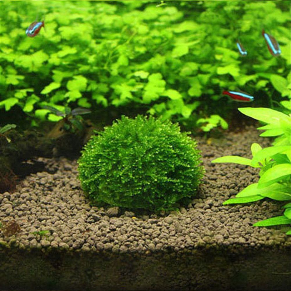 새로운 플라스틱 서스펜션 모스 돔 반원형 화이트 마리모 - Marine Aquarium All In One 리뷰 및 가격