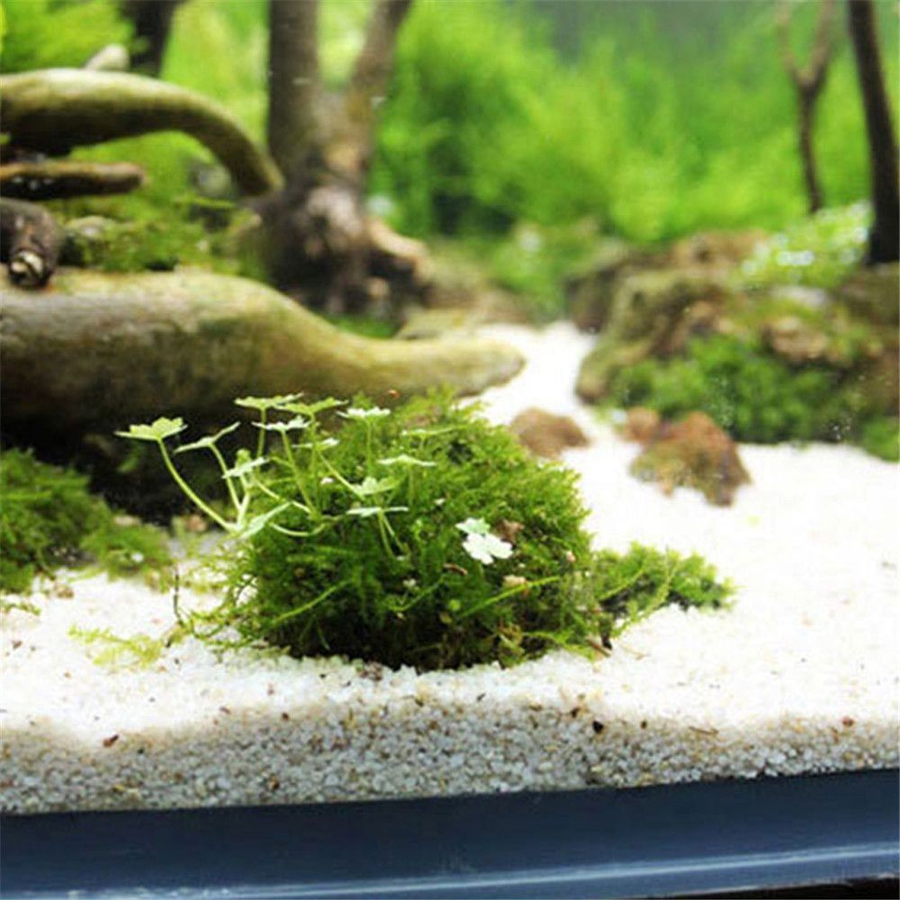 새로운 플라스틱 서스펜션 모스 돔 반원형 화이트 마리모 - Marine Aquarium All In One 리뷰 및 가격